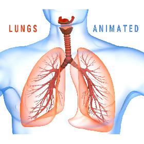Human Lungs - pulmonary system 3D model